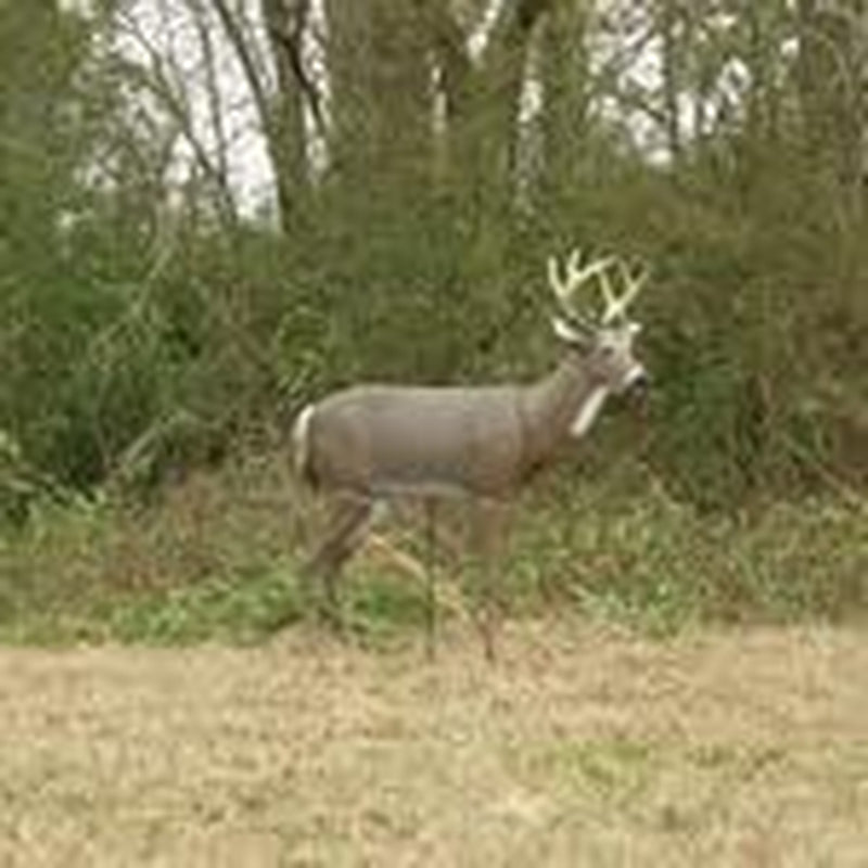 Hunting Turkey Decoy, Scarface, Tan