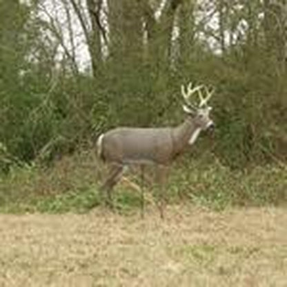 Hunting Turkey Decoy, Scarface, Tan